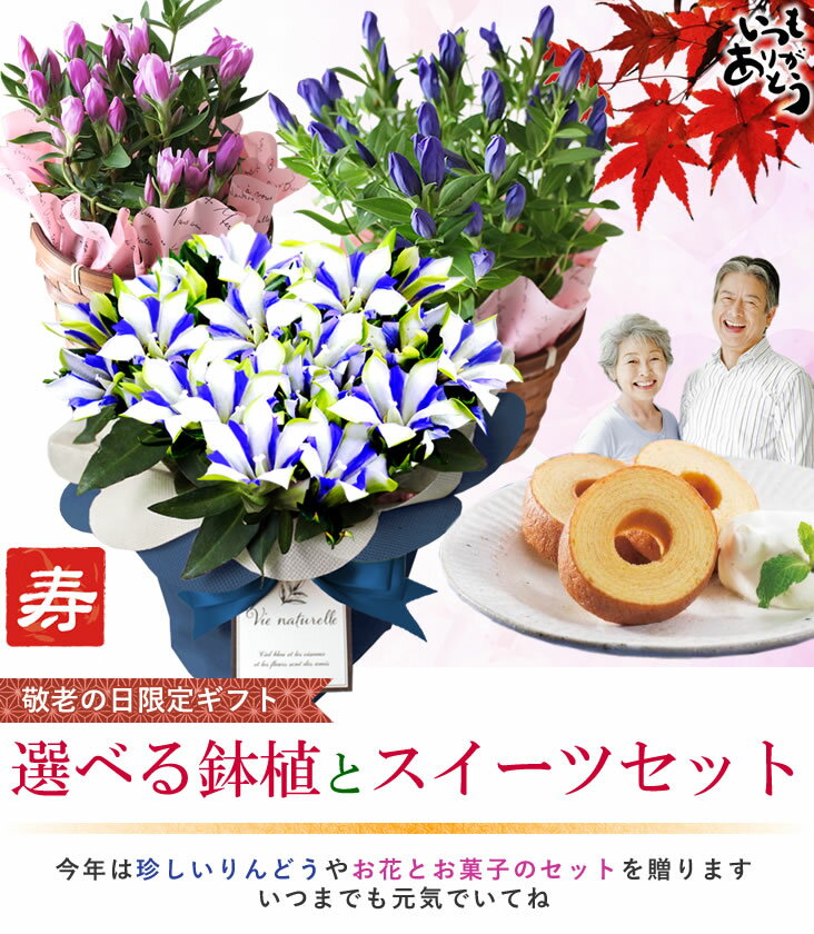 ◇楽天1位◇ 【早割！敬老の日 ギフト 2022 送料無料】選べる敬老の日の鉢植え【白寿 りんどう お菓子セット スイーツセット】 毎年完売 [敬老の日 ギフト 花] 花とセット