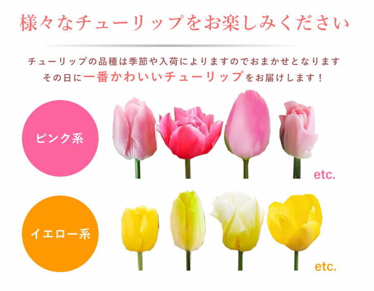 【送料無料】スプリング花 ギフト チューリップ鉢植えピンク・イエロー お祝い バレンタインデー ホワイトデー 卒業