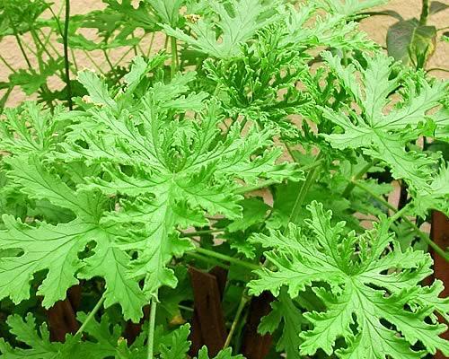 蚊がいなくなっちゃう！蚊取り草ペットも子供もこれで安心！0608超得