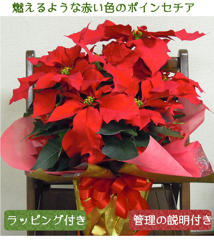 クリスマスプレゼント お歳暮 ポインセチア 鉢植え お誕生日 クリスマス プレゼント お歳暮 お正月 ギフト