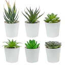 Bacucine 多肉植物 フェイク 6点セット 人工多肉植物 鉢植え 詰め合わせ フェイクグリーン ミニ 鉢付き サボテン フェイク 観葉植物 多肉 造花 お...