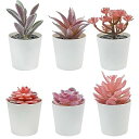 Bacucine 多肉植物 フェイク 6点セット 人工多肉植物 鉢植え 詰め合わせ フェイクグリーン ミニ 鉢付き サボテン フェイク 観葉植物 多肉 造花 お...