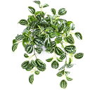 MOSADE フェイクグリーン 光触媒 人工観葉植物【スイカペペ】ミニ インテリアグリーン 小さい 造花 卓上 世話いらず 水やり不要 オフィス ホーム デコレ...