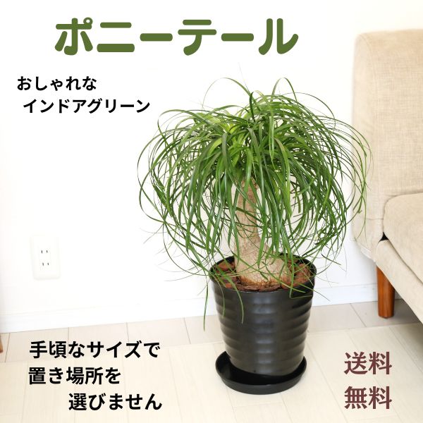 ポニーテール 観葉植物 インテリアグリーン インドアグリーン