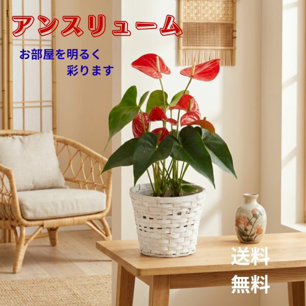 Rakuten - アンスリウムの5号鉢　インテリアグリーンとしてお部屋を華やかに彩ります。真っ赤な花が特徴で、見るだけで気分が明るくなります。お手入れが簡単で丈夫なため、植物初心者にもぴったりです。花持ちが良いので、長く楽しめます。