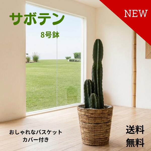 楽天市場】柱 サボテン 8号の通販