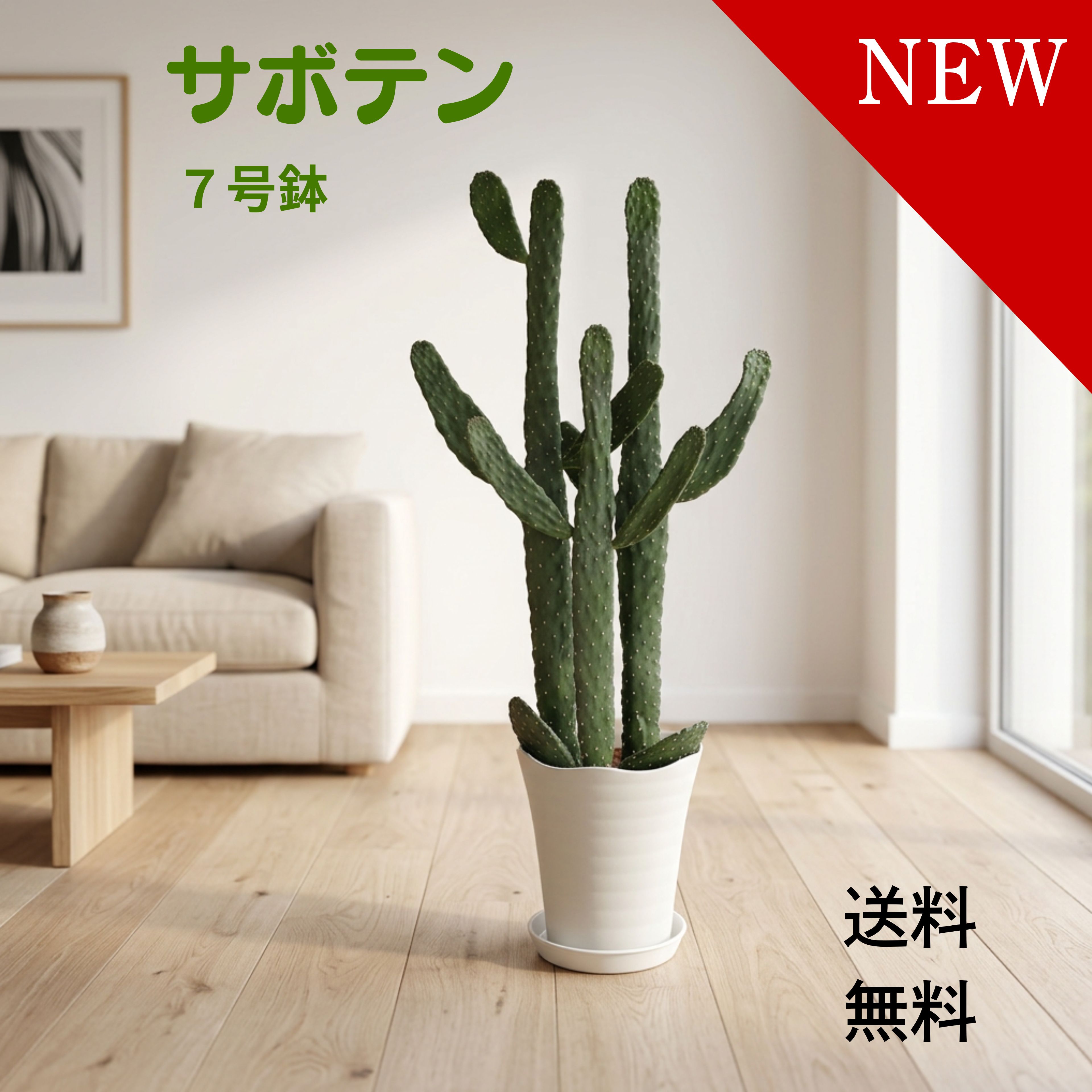 楽天市場】柱サボテン（観葉植物｜花・観葉植物）：花・ガーデン・DIY