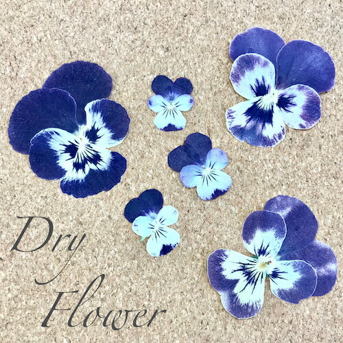 【★ネイルはもちろんハンドメイド・アクセサリーに★】[ドライフラワー パンジー S/L 5枚] #ネイル #ネ..