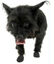 【ポイント5倍】 Pawsラバードッグブーツ肉球保護防水ブラックMサイズ小型犬中型犬12枚天然ゴム