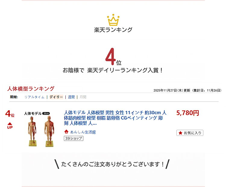 あんしん生活館の[楽天4位]人体モデル 人体模型 男性 女性 11インチ 約30cm 人体筋肉模型 模型 樹脂 筋骨格 CGペインティング 彫刻 人体模型 人体筋肉模型 解剖模型 骨格模型 美術モデル デッサン人形 デッサン用フィギュア アーティストモデル 筋肉フィギュア 筋骨格模型｜アングル2