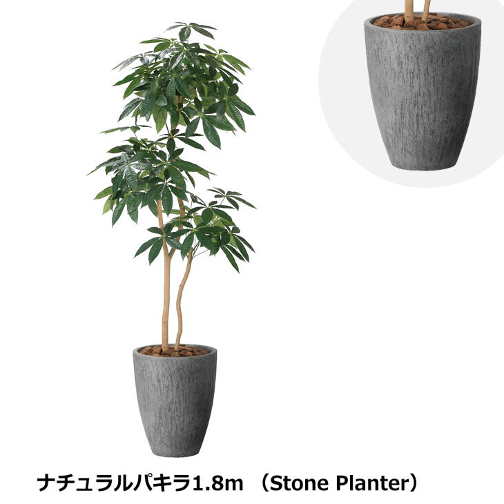 光の楽園 ナチュラルパキラ 1.8m 2404P585 ストーンプランターシリーズ ガラス繊維強化セメント 光触媒 人工観葉植物 造花 日本製 フェイクグリーン 高級感 店舗 ※代引不可