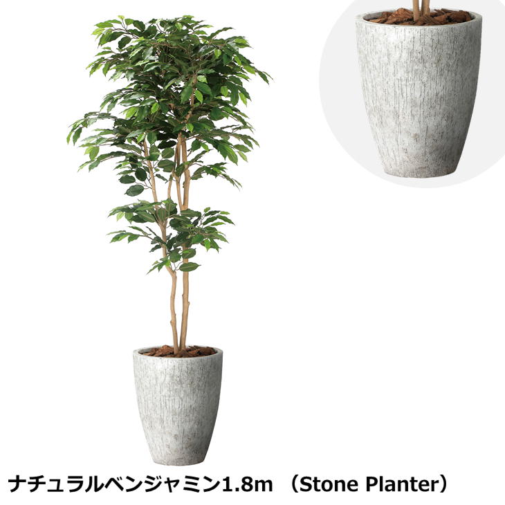光の楽園 ナチュラルベンジャミン1.8m 2405A650 ストーンプランターシリーズ ガラス繊維強化セメント 光触媒 人工観葉植物 造花 日本製 フェイクグリーン 高級感 店舗 ※代引不可