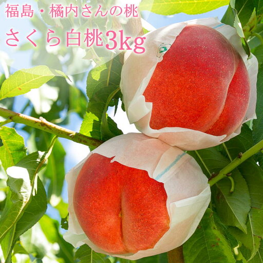 果樹園きつない 橘内さんの桃「さくら白桃」3kg 秀・Lサイズ 9~12玉 福島の桃 もも 9月下旬頃出荷予定 果樹園きつない 橘内さんの桃「さくら白桃」3kg 秀・Lサイズ 9~12玉 福島の桃 もも 9月下旬頃出荷予定