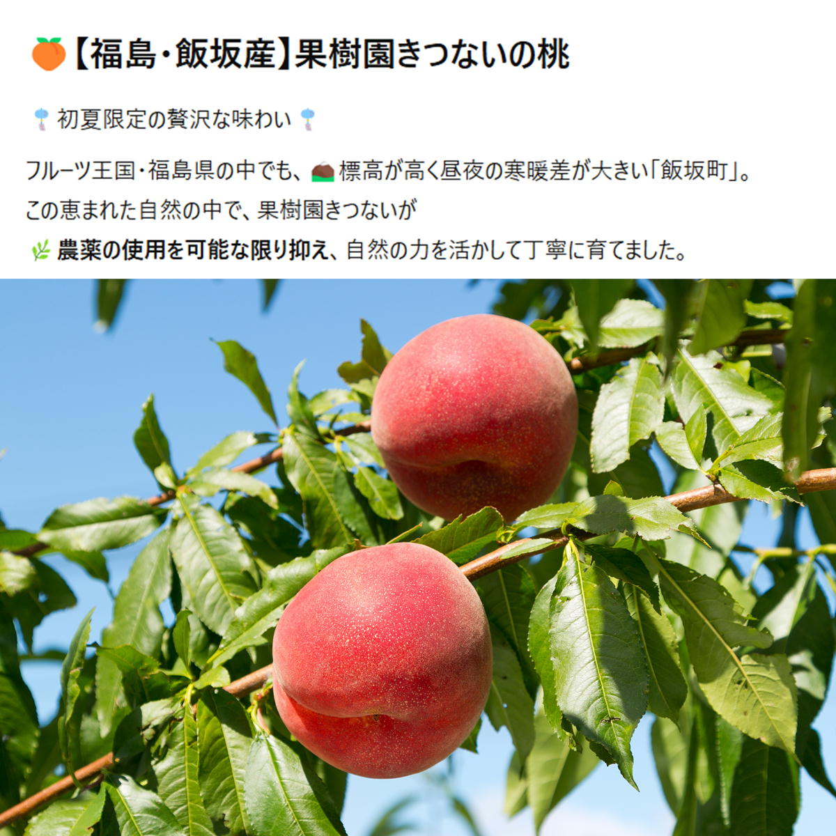 果樹園きつない 橘内さんの桃「さくら白桃」3kg 秀・Lサイズ 9～12玉 福島の桃 もも 9月下旬頃出荷予定