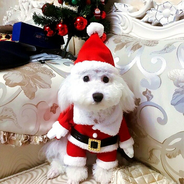 ���ꥹ�ޥ� ���� ǭ �� ���󥿥������� �ѡ����� ���襤�� ���󥿥����������ѿ� �ץ쥼��� �ɥå������� �ڥå��� ���ꥹ�ޥ��������塼�� �����ץ� �夻�䤹�� �������塼�� ���� ������ �ѿ� ���� �İ��� ������� �ե��å���� �͵� �ѡ��ƥ��� ���٥��