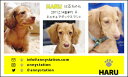 スリー☆ショット・イエローライン(ペット名刺) 30枚 【送料無料】犬 猫 ウサギ 鳥 などお好きなペットで♪