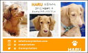スリー☆ショット・オレンジライン(ペット名刺) 30枚 【送料無料】犬 猫 ウサギ 鳥 などお好きなペットで♪