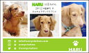 スリー☆ショット・グリーンライン(ペット名刺) 30枚 【送料無料】犬 猫 ウサギ 鳥 などお好きなペットで♪
