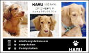 スリー☆ショット・ブラックライン(ペット名刺) 30枚 【送料無料】犬 猫 ウサギ 鳥 などお好きなペットで♪