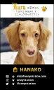 WAN☆ショット・T-スクエア【ブラック】(ペット名刺) 30枚 【送料無料】犬 猫 ウサギ 鳥 などお好きなペットで♪