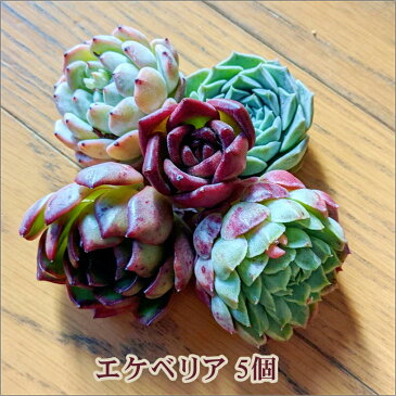 多肉 多肉植物 エケベリア 韓国苗 福袋 セット 多肉寄せ植え 福袋セット エケベリアセット 可愛い 寄植え 抜き苗 カット苗 おしゃれ お得 第4種発送 送料無料 エケベリア5個セット インテリア 多肉の土 植え方 AnnyGarden アニーガーデン アニベリア ag_set07ss
