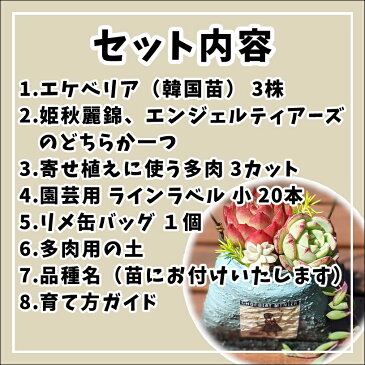 多肉 多肉植物 多肉寄せ植え リメ缶バッグ リメ缶 エケベリア 韓国苗 寄せ植え 抜き苗 カット苗 可愛い お得 第4種 送料無料 セット 多肉福袋 多肉土 多肉用土 インテリア 寄植え 寄植 セダム 姫秋麗錦 エンジェルティアーズ よせうえ Echeveria アニーガーデン ag_happy01