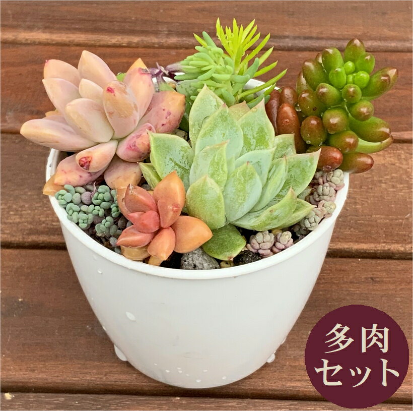 お任せ多肉セット 多肉 多肉植物 多肉寄せ植え セット 鉢 土 寄せ植えセット 初心者 可愛い ブロンズ姫 月の王子 赤鬼城 秋麗 セダム 寄植え 抜き苗 カット苗 可愛い おしゃれ インテリア 観葉植物 多肉の土 植え方 AnnyGarden アニーガーデン アニベリア ag_set13のサムネイル