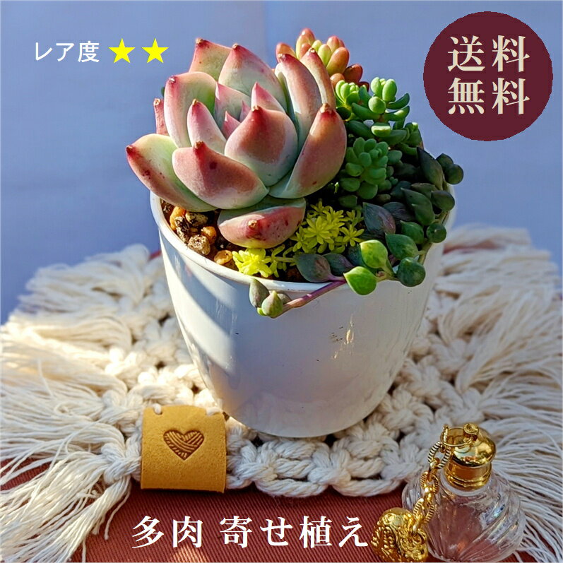 多肉 多肉植物 多肉寄せ植え セット 鉢 土 寄せ植えセット エケベリア 韓国苗 エンジェルティアーズ オーロラ パープルヘイズ 寄植え 抜き苗 カット苗 可愛い おしゃれ レア 第4種発送 送料無料 インテリア 多肉の土 植え方 AnnyGarden アニーガーデン アニベリア ag_set06aのサムネイル