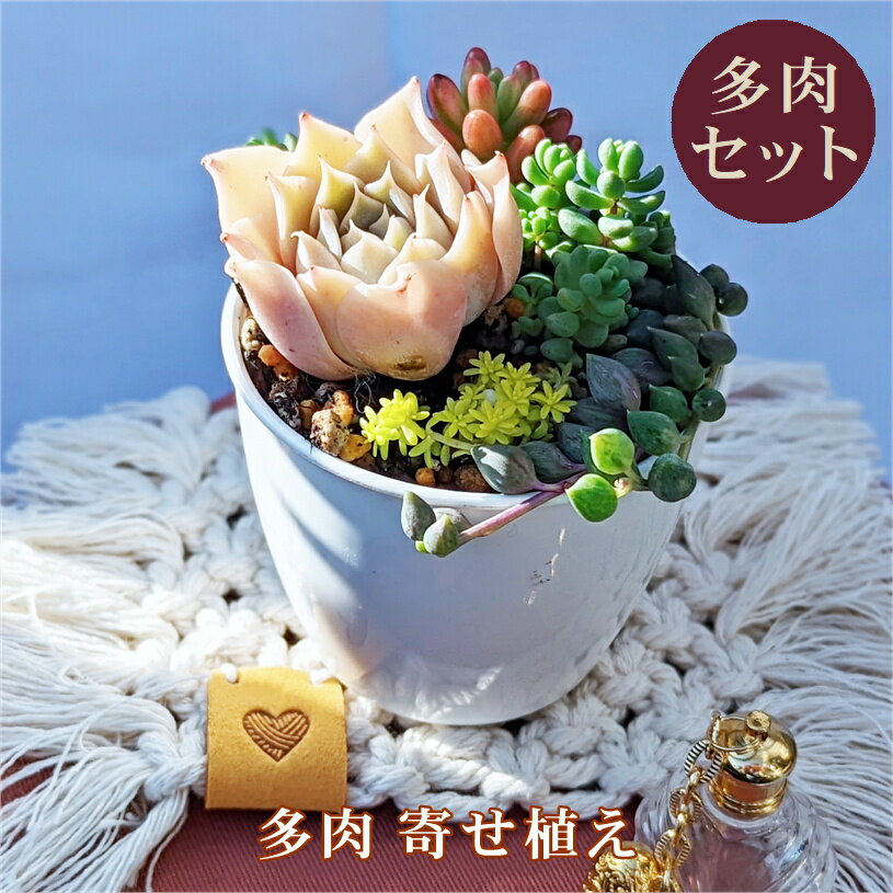 多肉 多肉植物 多肉寄せ植え セット 鉢 土 寄せ植えセット エケベリア 韓国苗 エンジェルティアーズ オーロラ パープルヘイズ 寄植え 抜き苗 カット苗 可愛い おしゃれ レア インテリア 多肉の土 植え方 AnnyGarden アニーガーデン アニベリア ag_set06sのサムネイル