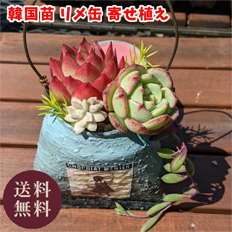 楽天市場】多肉植物 寄せ植え セット 多肉セット 鉢 土 多肉 楽天市場】多肉植物 寄せ植え セット 多肉セット 鉢 土 多肉