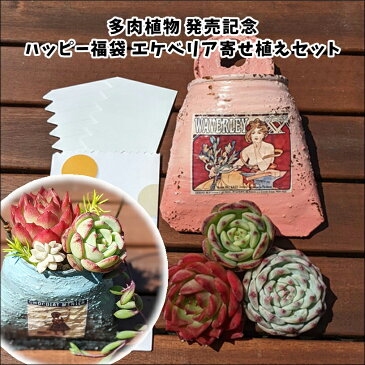 多肉 多肉植物 多肉寄せ植え リメ缶バッグ リメ缶 エケベリア 韓国苗 寄せ植え 抜き苗 カット苗 可愛い お得 第4種 送料無料 セット 多肉福袋 多肉土 多肉用土 インテリア 寄植え 寄植 セダム 姫秋麗錦 エンジェルティアーズ よせうえ Echeveria アニーガーデン ag_happy01
