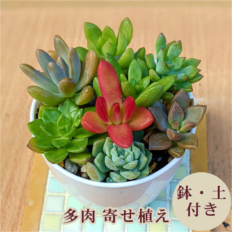 楽天市場】寄せ植え セット(種類(植物)サボテン)の通販 楽天市場】寄せ植え セット(種類(植物)サボテン)の通販