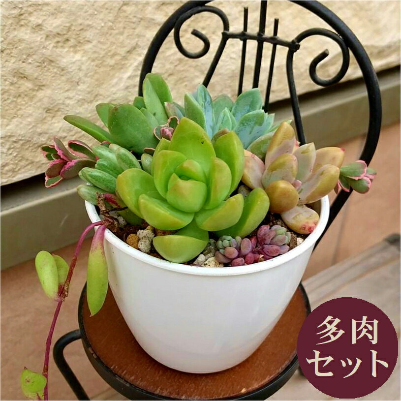 楽天市場】多肉植物 姫秋麗の通販 楽天市場】多肉植物 姫秋麗の通販