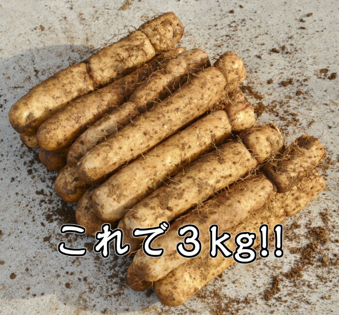 群馬県尾島特産 山芋 大和芋 B棒 3kg お買い得品 やまいも とろろいも やまといも とろろ芋 山芋とろろ