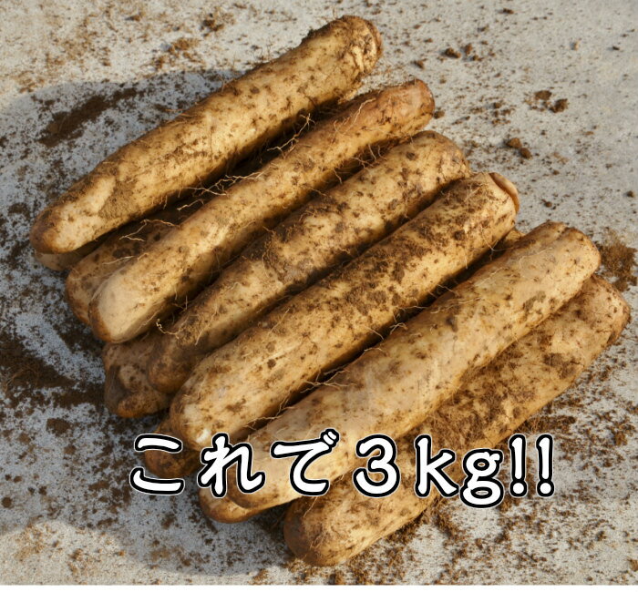 ���ϸ������û� ���°������ʡ�AA���ˡ�4.5kg����ޤȤ��⡡�Ȥ�����