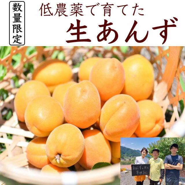 2024年 生育状況により販売開始！生あんず 加工用（約2キロ）完熟 長野県産 千曲市 果物 フルーツ　6月下旬〜7月上旬発送予定　生あんず フルーツ 果物。生でもおいしい、訳アリ 産地直送　数量限定　生食・キズ・完熟・バラ詰め 生あんず 加工用・お得ジャム用