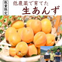 現在（2024年）生育状況により販売開始予定！生あんず 加工用（約2キロ）完熟 長野県産 千曲市 果 ...