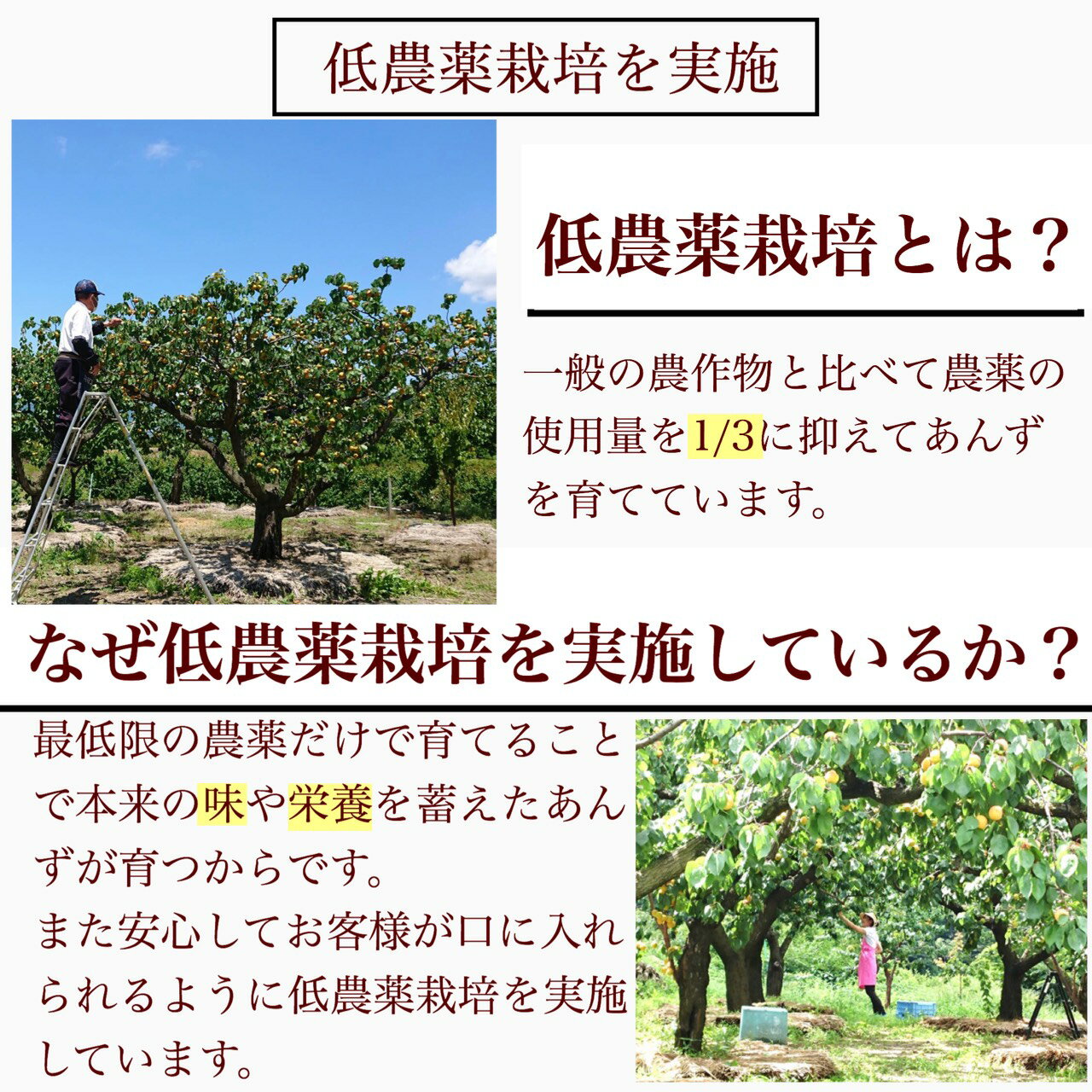 無添加あんずジャム無添加・長野県産・低糖製法・低農薬栽培・信州あんずの里の手づくりあんずジャム!300gあんずの里より産地直送!素材厳選。もぎたての杏(アプリコット)をつかった手作りジャム!βーカロテン、ビタミンC、食物繊維たっぷり!