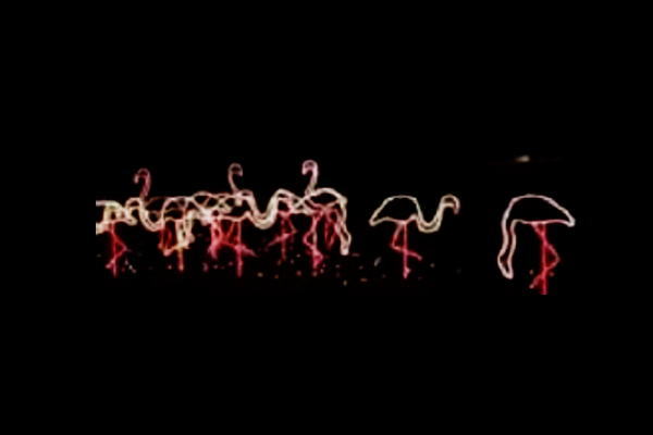 【イルミネーション】フラミンゴイルミネーション【ピンク】【フラミンゴ】【鳥】【アニマル】【動物】【平面】【壁掛け】【輝き】【電飾】【LED】【モチーフ】【クリスマス】【かわいい】