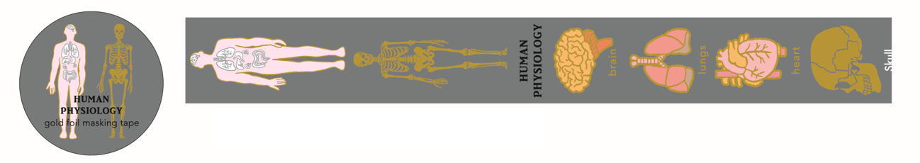【5個セット】　【セット】　【セット商品】　オリジナル　金箔マスキングテープ人類生物学　STUDY HOL..