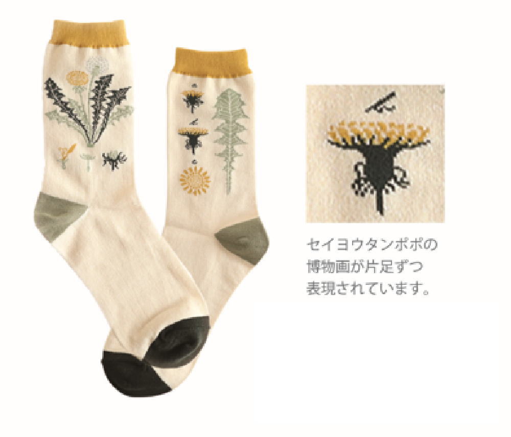 【送料無料】　オリジナル　靴下植物学　STUDY HOLIC　ソックス　くつした　くつ下　ファッション　子..