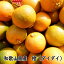 橙（ダイダイ）　3キロ　ご家庭用　サイズ混合　無選別≪11月下旬頃より収穫予定≫【わけあり】【送料込】【和歌山県産】【お買い得】【だいだい】【RCP】