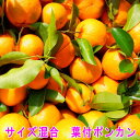 【送料込】ご家庭用サイズ混合ポンカン 5キロ 【1月中ー下旬...