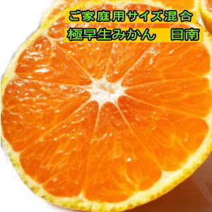 《10%OFF》極早生みかん 日南 約10キロ(9.5kg)(箱込み10kg)ご家庭用【9月末頃より収穫予定】【和歌山県産】【ごくわせみかん】【あおぎりみかん】【みかん】【わけあり】【訳あり】【送料込】【送料無料】【お買い得】【ミカン】【10kg】【10キロ】
