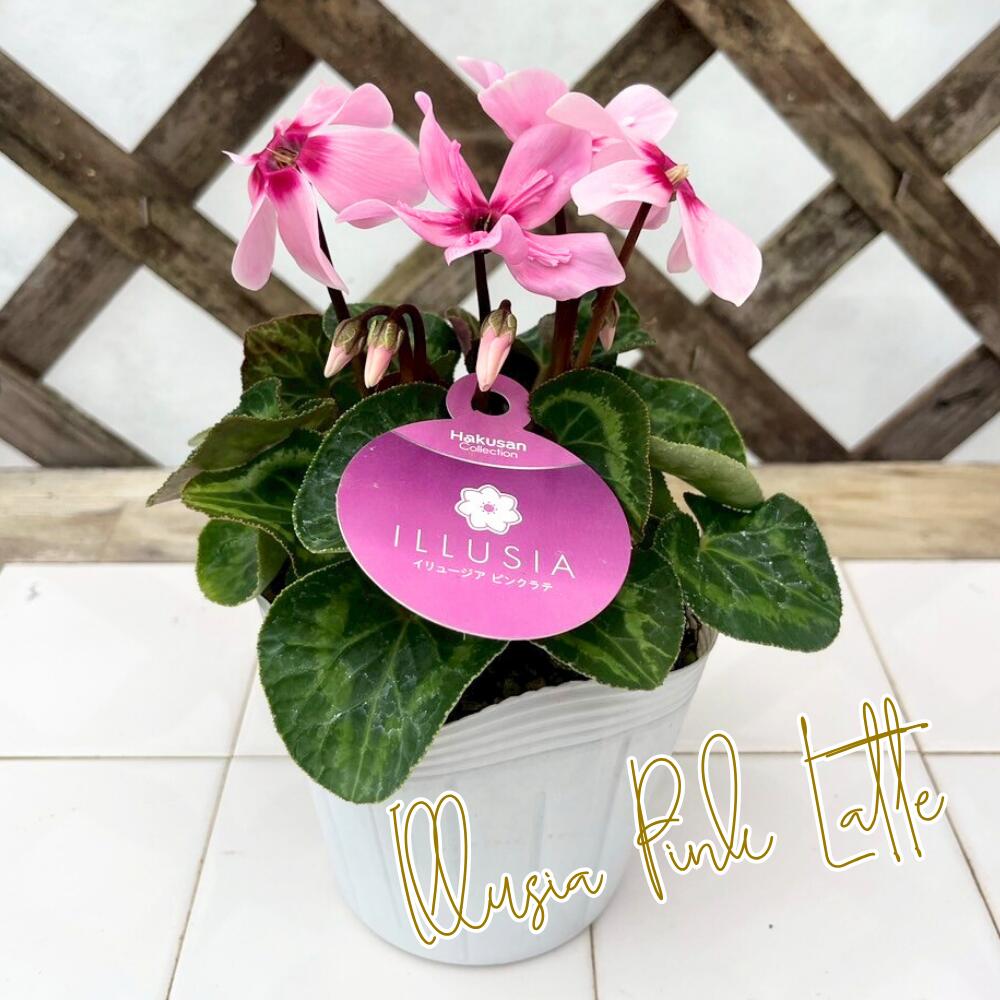 ガーデンシクラメン イリュージア ピンクラテ 3.5号ポット 10.5cmポット　ミニシクラメン