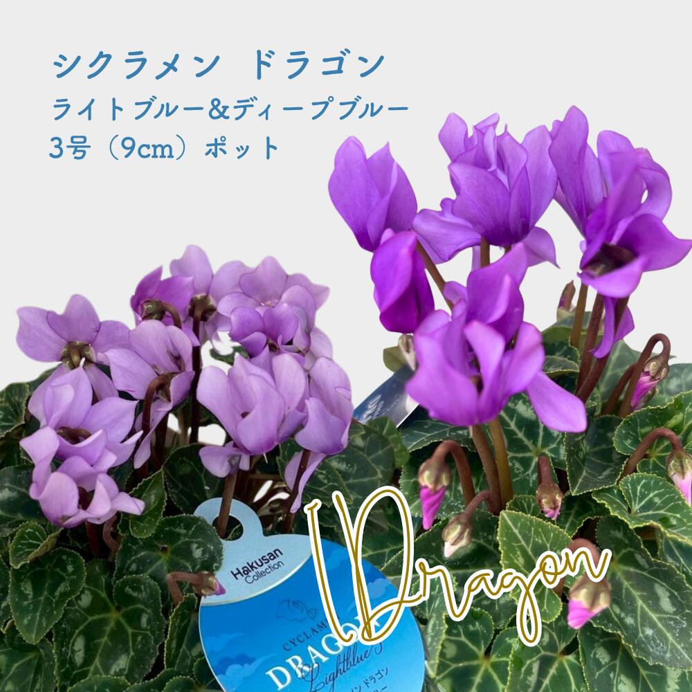 シクラメン ドラゴン ライトブルー&ディープブルーセット 3号ポット 9cmポット 農園から直送 寄せ植えにぴったりのサムネイル