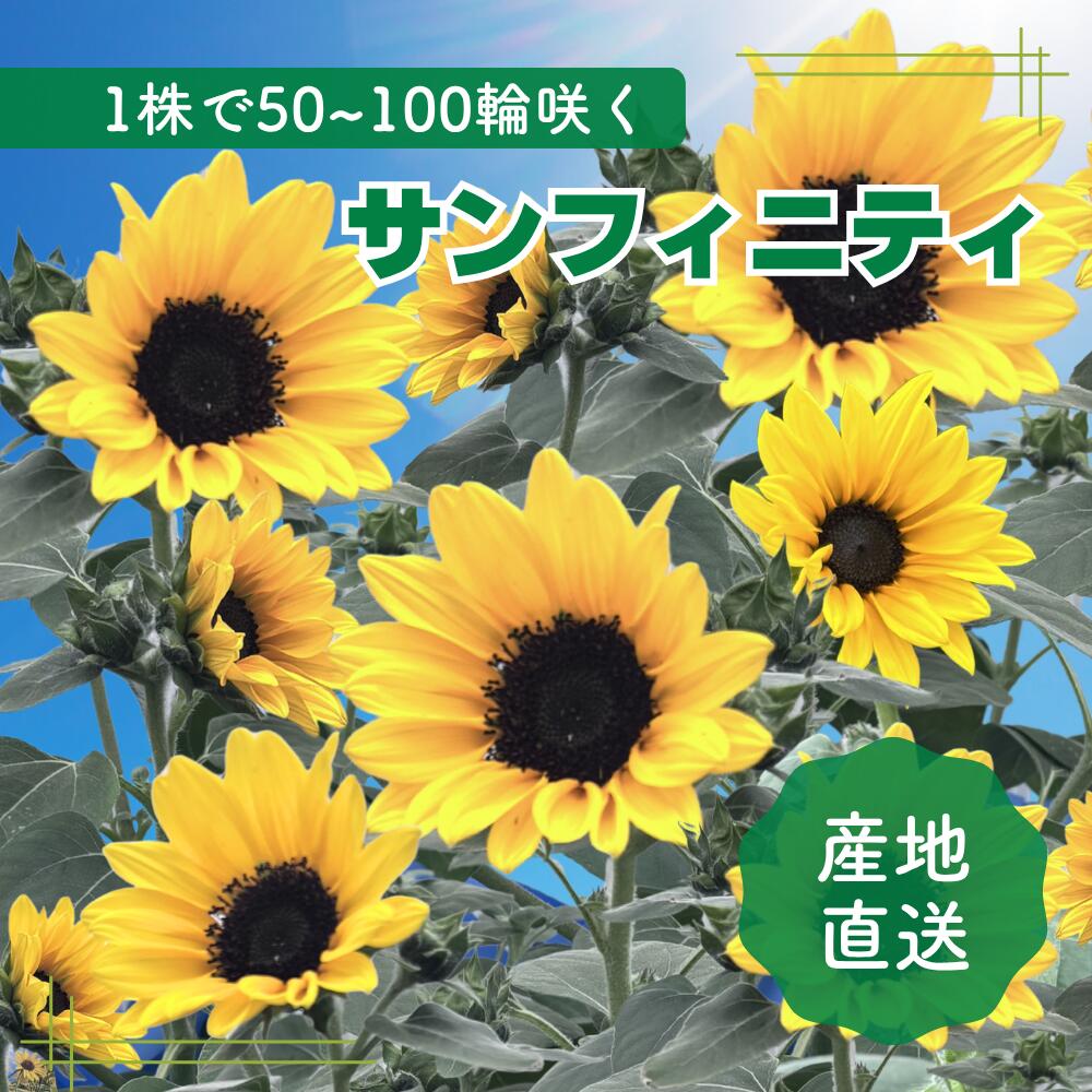 楽天市場】ひまわり サンフィニティ（花・ガーデン・DIY）の通販