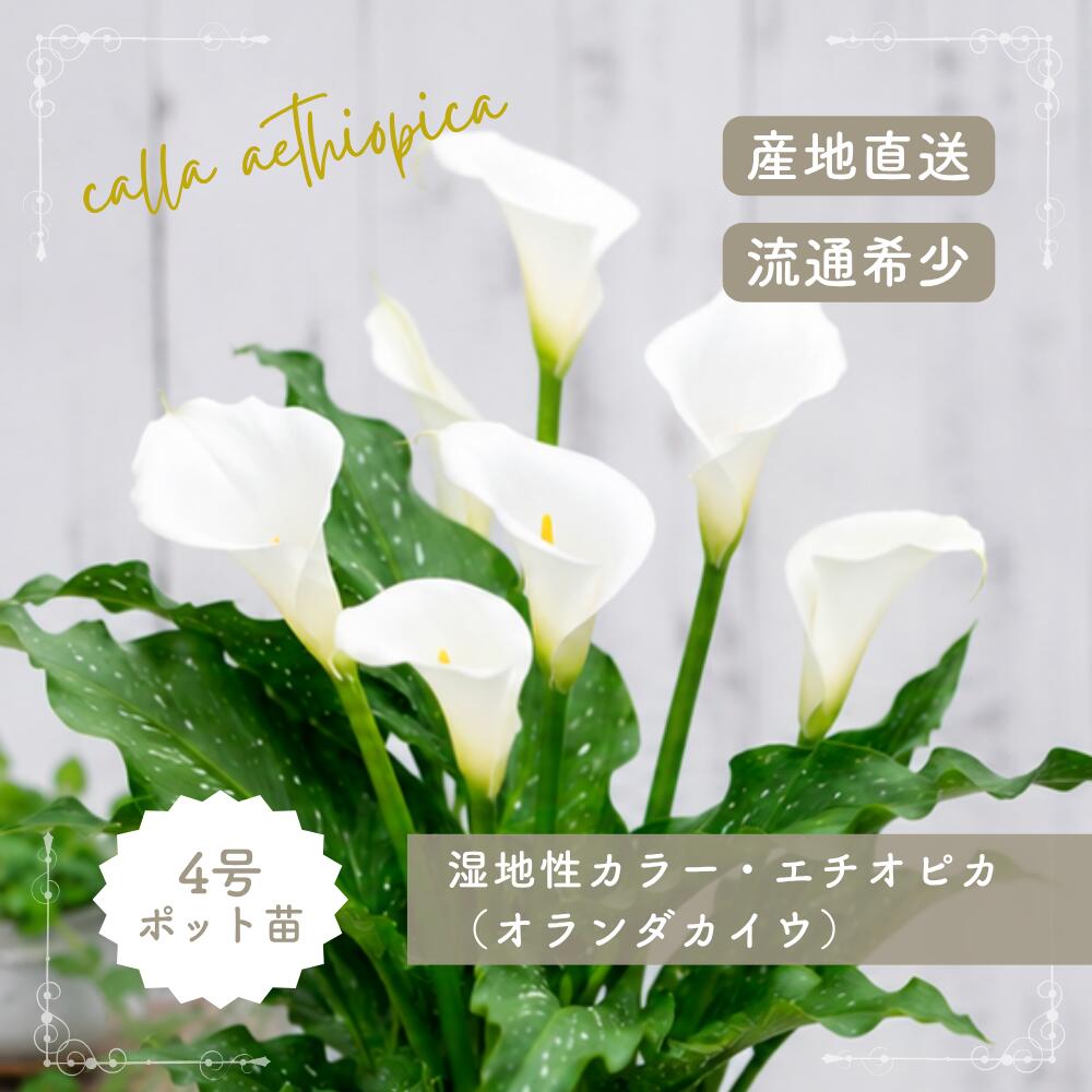 楽天市場】湿地 性 カラー 球根の通販