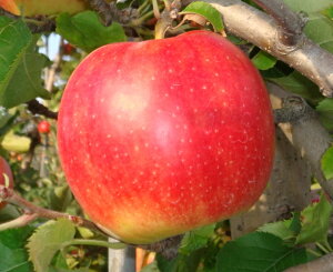 【送料無料】青森りんご「ジョナゴールド」家庭用　3kg　青森県産　青森　りんご　収穫次第発送