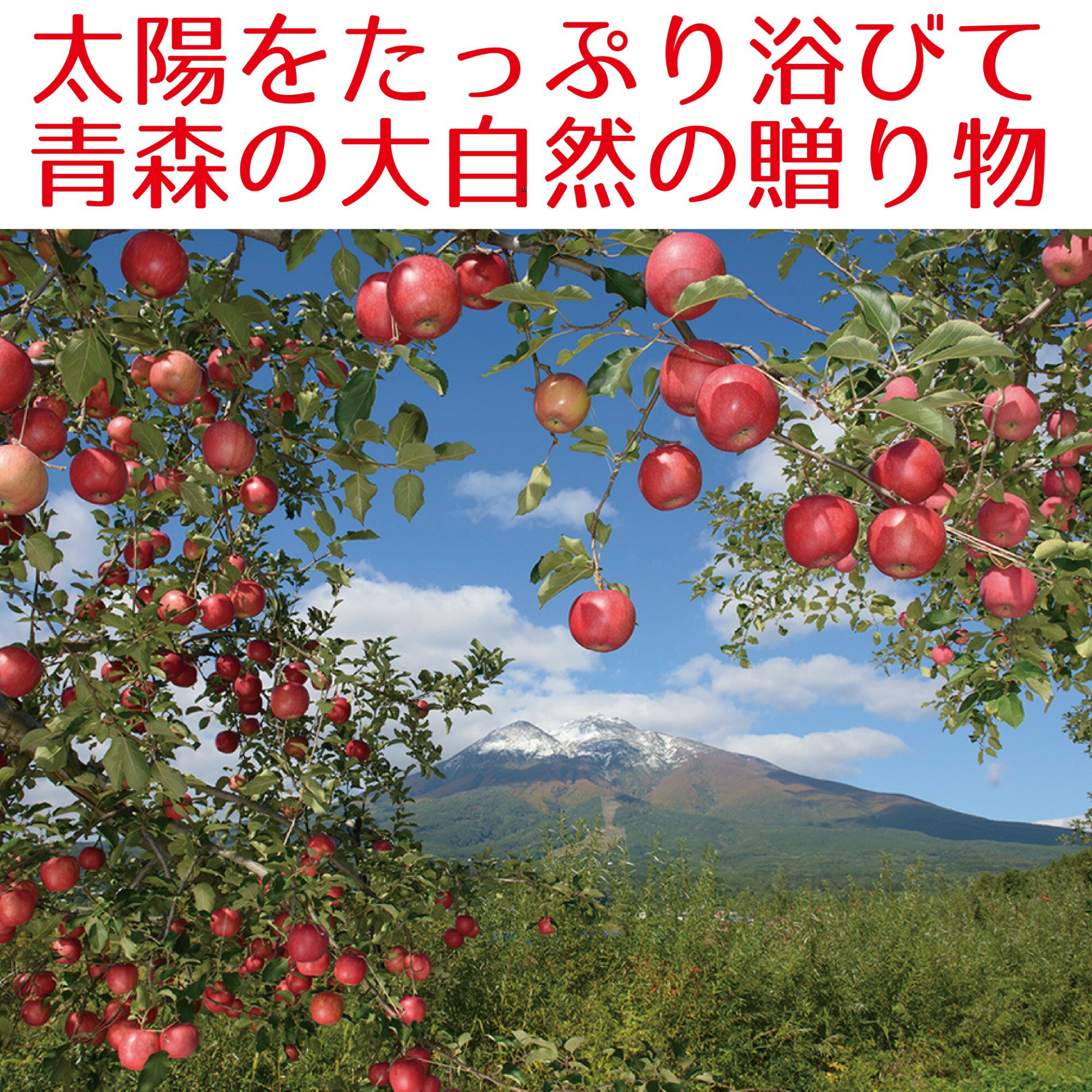 青森県産りんご ドライアップル60g 送料無料!の紹介画像3
